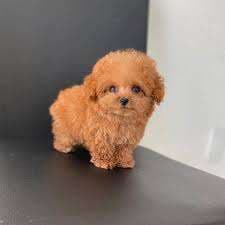REGALO CACHORROS CANICHES TOY