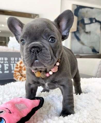 REGALO CACHORROS BULLDOG FRANCES