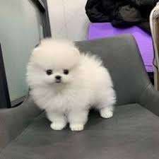 Regalo Cachorros Pomeranian