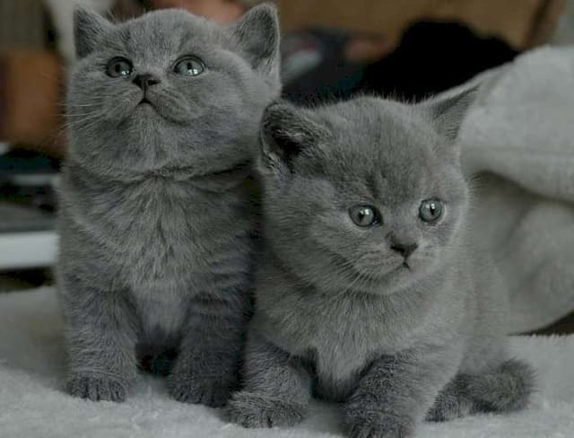 REGALO GATITOS BRITANICO PELO CORTO
